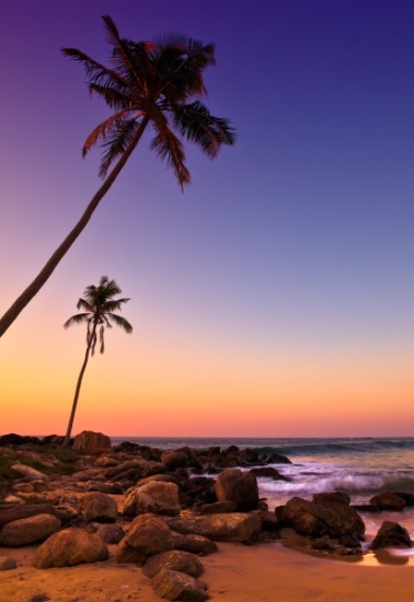 Sunset on Beach with Coconut Trees, Sri Lanka